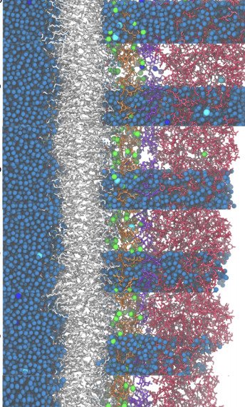 liu2020molecular.jpg